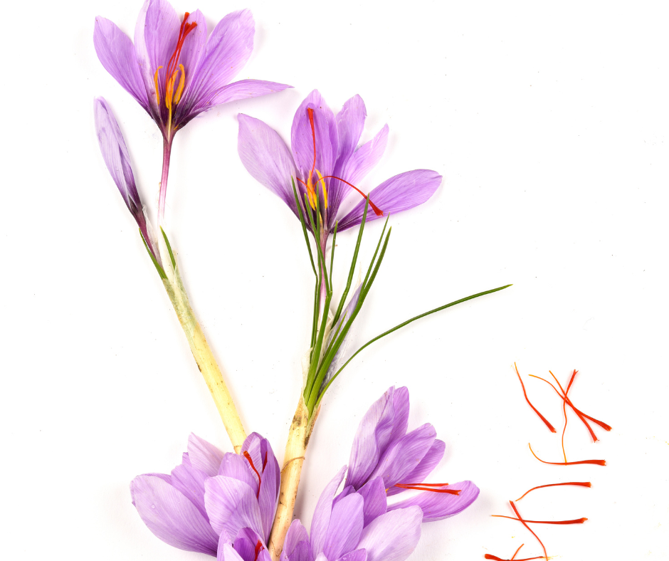 Unlocking the Power of Saffron: The Rare Components Behind Nature’s Most Precious Spice