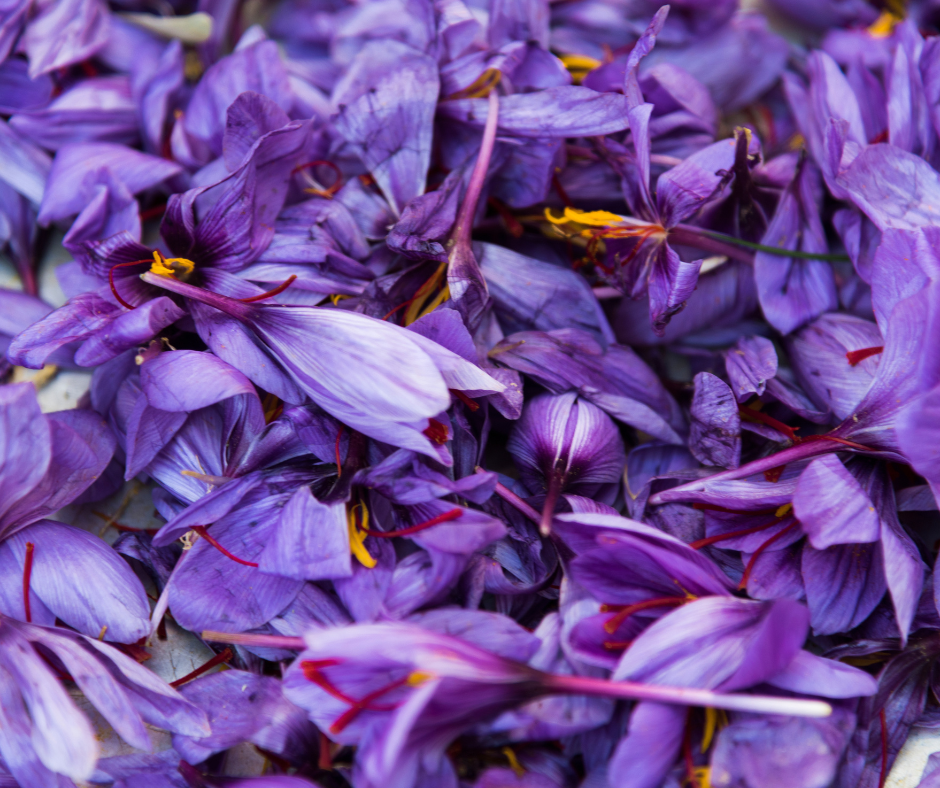 The Golden Secret: What Saffron Truly Does to Your Body and Why You Should Start Using It Today