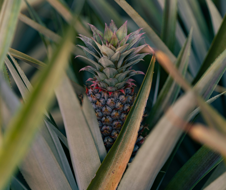 Pineapple Rising: Why 2026 Will Belong To The Boldest Flavor On Earth